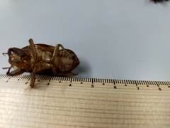 Graptopsaltria nigrofuscata