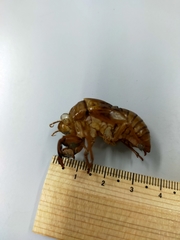 Graptopsaltria nigrofuscata