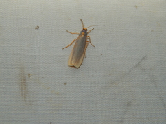 Sozusa scutellata