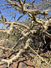 Commiphora marlothii