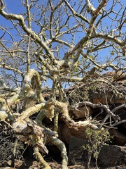 Commiphora marlothii