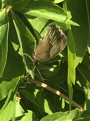 Maniola jurtina