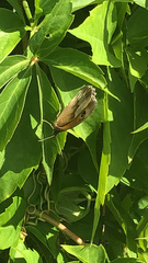 Maniola jurtina