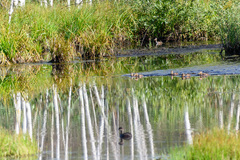 Podiceps nigricollis