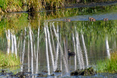 Podiceps nigricollis