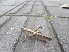 Schistocerca nitens nitens