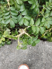 Rosa rugosa
