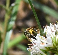 Halictus aerarius