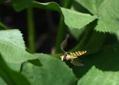 Sphaerophoria menthastri