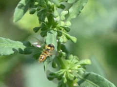 Sphaerophoria menthastri