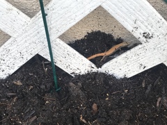 Elgaria multicarinata