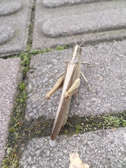 Schistocerca nitens nitens