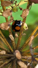Harmonia axyridis