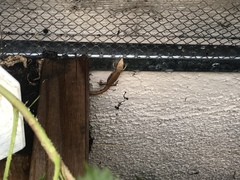 Elgaria multicarinata