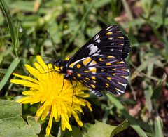 Catasticta teutila