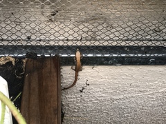 Elgaria multicarinata