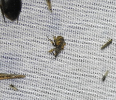Conotrachelus anaglypticus