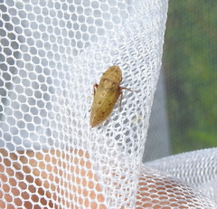 Aphrodinae