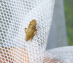 Aphrodinae