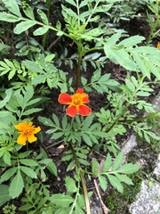 Tagetes patula