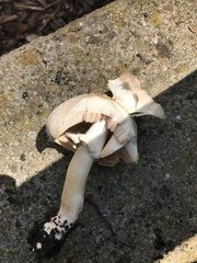 Agaricus xanthodermus