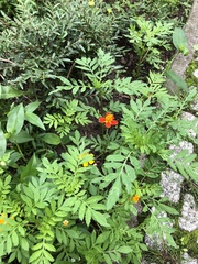 Tagetes patula