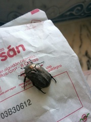 Protaetia morio