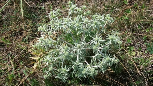 kotúč poľný (Eryngium campestre)