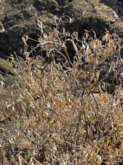 Croton pseudopulchellus