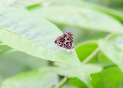 Catapaecilma major