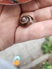 Cepaea