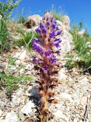 Orobanche coerulescens