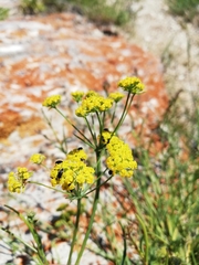 Bupleurum bicaule