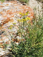 Bupleurum bicaule