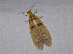 Protohermes stigmosus