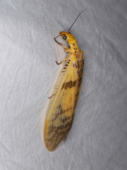 Protohermes stigmosus