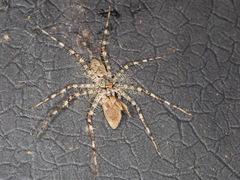 Pandercetes gracilis