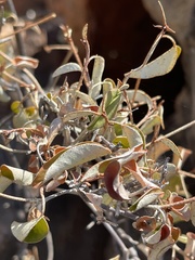 Croton pseudopulchellus
