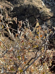 Croton pseudopulchellus