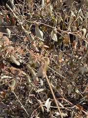 Croton pseudopulchellus