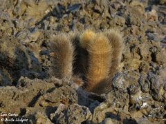 Brachycereus nesioticus
