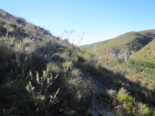 Oldmansbeard Capegorse (Aspalathus usnoides)