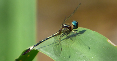 Macrothemis ultima