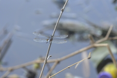 Brachydiplax chalybea