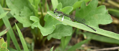 Platycnemis phyllopoda