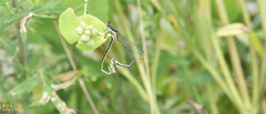 Platycnemis phyllopoda