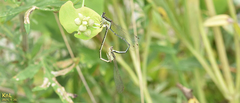 Platycnemis phyllopoda