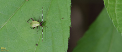 Hemiptera