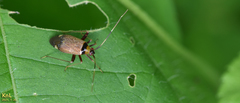 Adelphocoris triannulatus