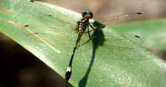 Macrothemis ultima